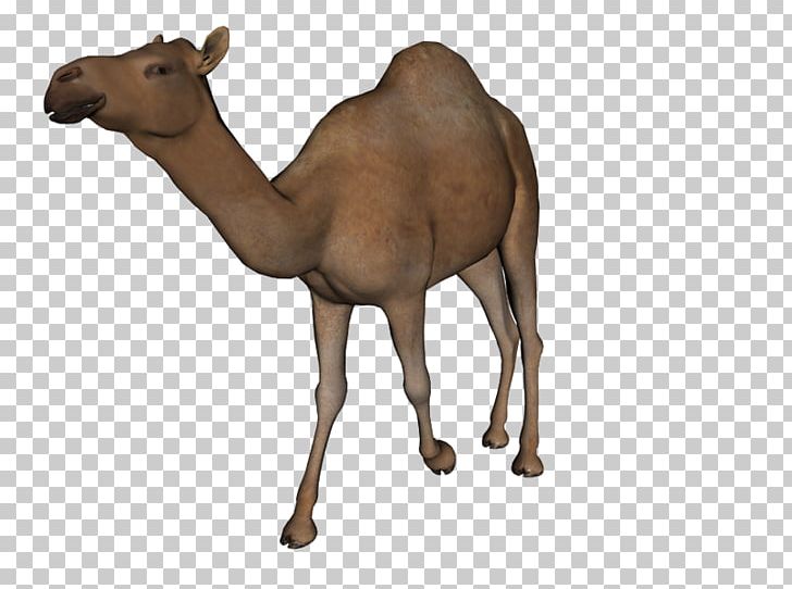 Camel PNG, Clipart, 4chan, Animal Figure, Arabian Camel, Camel, Camel Like Mammal Free PNG Download
