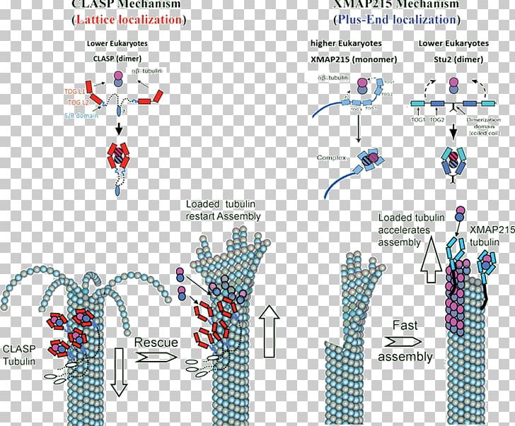 Microtubule Tubulin Depolymerization Kinetochore PNG, Clipart, Centrosome, Chromatid, Depolymerization, Diagram, Dimer Free PNG Download