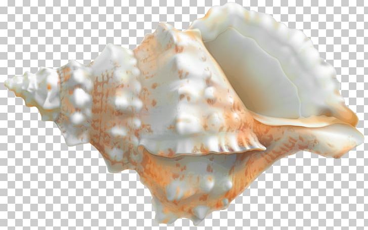 Seashell Veined Rapa Whelk PNG, Clipart, Beach, Clams Oysters Mussels And Scallops, Clip Art, Clipart, Cockle Free PNG Download
