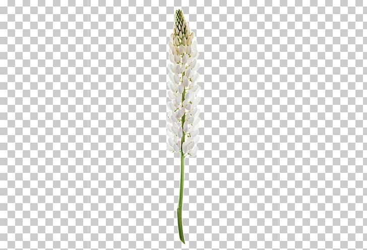 Flowering Plant Plant Stem Lavender PNG, Clipart, Flower, Flowering Plant, Grass, Lavender, Mature Wheat Free PNG Download
