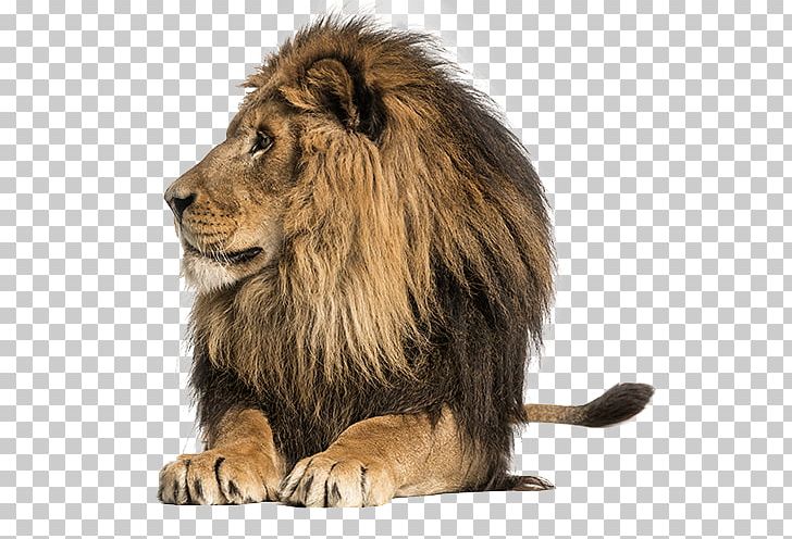 Lionhead Rabbit East African Lion Tiger Lion Cubs Stock Photography PNG, Clipart, Big Cats, Carnivoran, Cat Like Mammal, Cougar, Cubs Free PNG Download