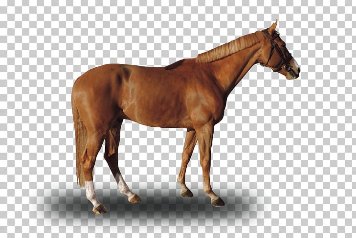 Mare Mustang Stallion Foal Colt PNG, Clipart, Bridle, Colt, Dog Harness, Foal, Halter Free PNG Download