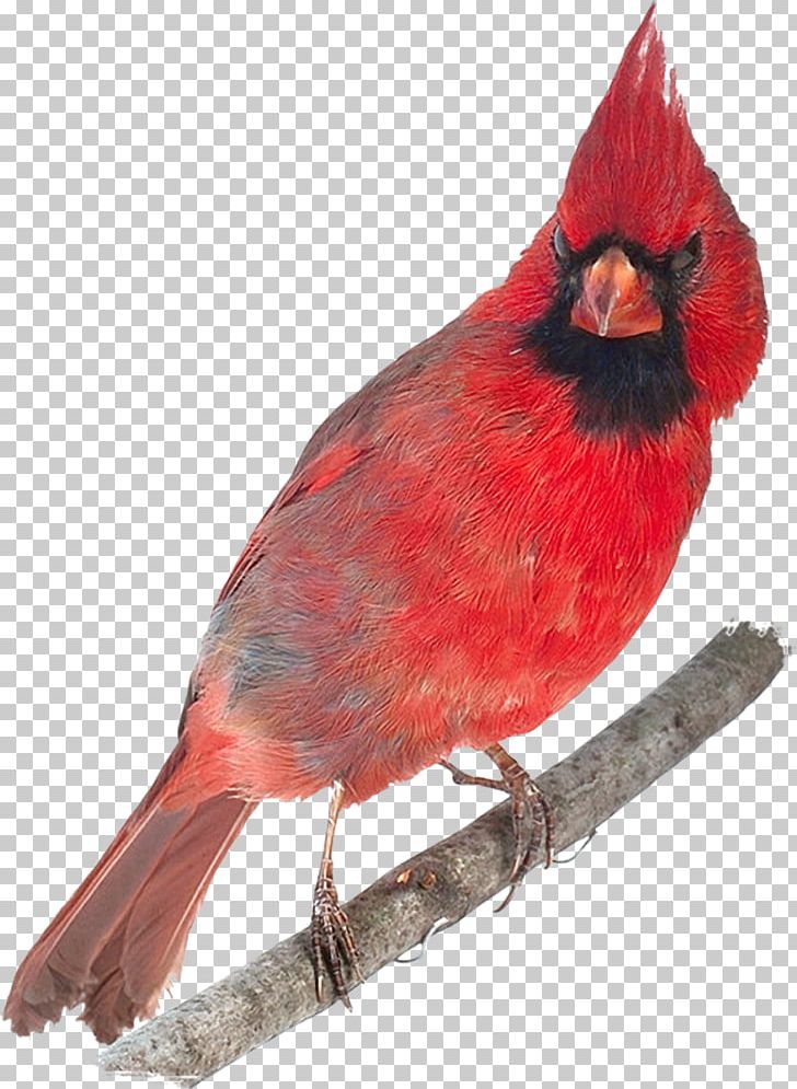 Bird Northern Cardinal 0 Abingdon Feather PNG, Clipart, Abingdon, Animals, Beak, Bird, Cardinal Free PNG Download