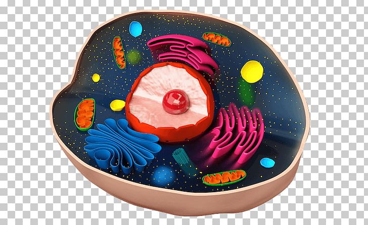 Plant Cell Cèl·lula Animal Biology PNG, Clipart, Animal, Animal Biology, Biology, Cell, Cells Free PNG Download