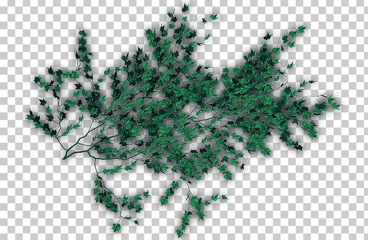 Portable Network Graphics Tree Vine Leaf PNG, Clipart, Branch, Conifer, Creeper, Download, Drawing Free PNG Download