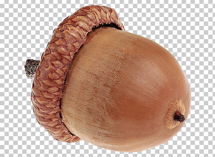 Stock Photography PNG, Clipart, Acorn, Alamy, Brown, Brown Background, Brown Bear Free PNG Download