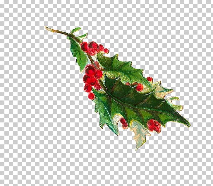 Common Holly PNG, Clipart, Aquifoliaceae, Aquifoliales, Berry, Branch, Christmas Free PNG Download