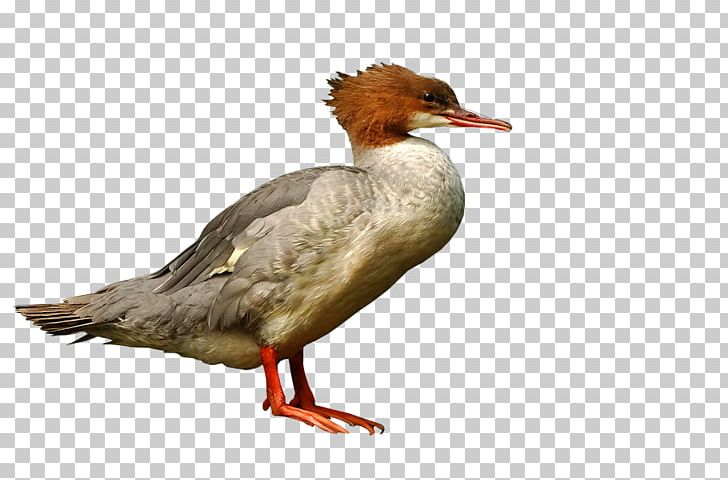 Duck Mergus 1 PNG, Clipart, 1 2 3, Amerika, Animals, Beak, Bird Free PNG Download