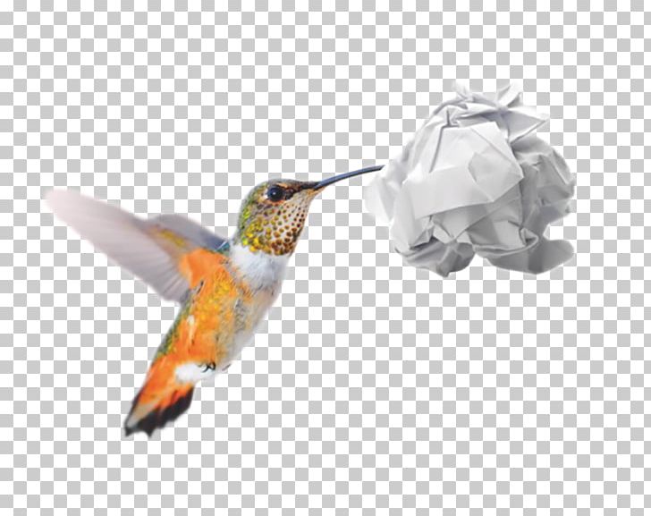 Hummingbird M Recycling Conflagration Forest Wildfire PNG, Clipart, Animal, Beak, Bird, Colibri, Conflagration Free PNG Download