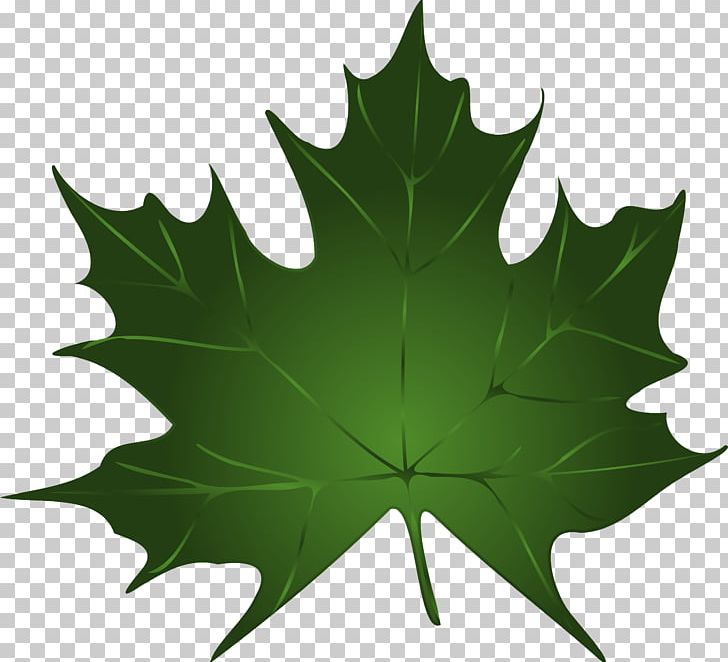 Maple Leaf Green Autumn Leaf Color PNG, Clipart, Autumn, Autumn Leaf Color, Canadian Gold Maple Leaf, Clip Art, Download Free PNG Download