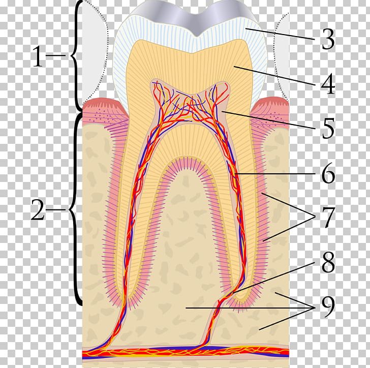 Pulp Capping Mineral Trioxide Aggregate Dentin Endodontic Therapy PNG, Clipart, Angle, Area, Dental Restoration, Dentin, Dentistry Free PNG Download
