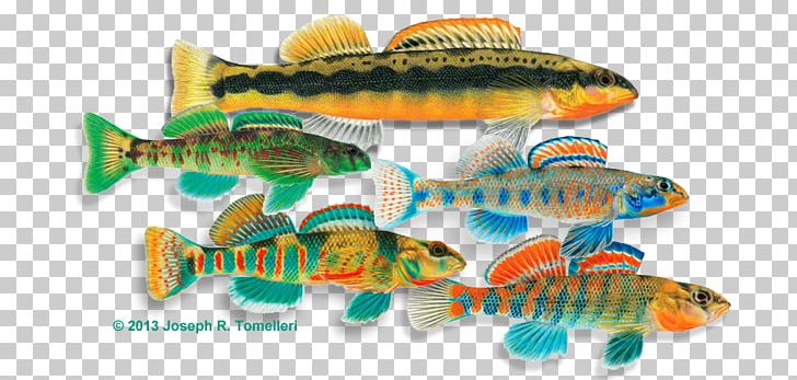 Rainbow Darter Fishing Freshwater Fish PNG, Clipart, Animals, Coho Salmon, Darter, Fish, Fishery Free PNG Download