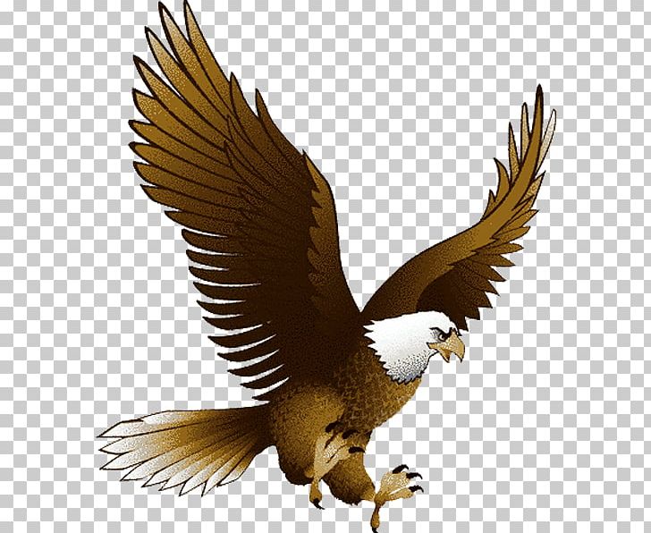 Bald Eagle Accipitridae PNG, Clipart, Accipitridae, Accipitriformes, Animals, Bald Eagle, Beak Free PNG Download