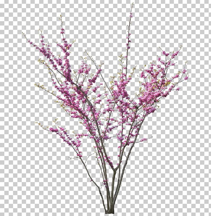 Cercis Siliquastrum Chinese Magnolia Tree Blossom PNG, Clipart, Abstrac, Branch, Cherry, Cherry Blossom, Chinese Magnolia Free PNG Download