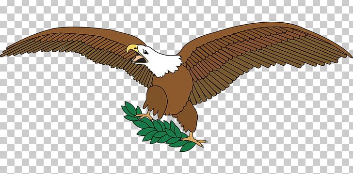 Eagle Bird PNG, Clipart, Accipitriformes, Animal, Animal Figure, Animals, Beak Free PNG Download