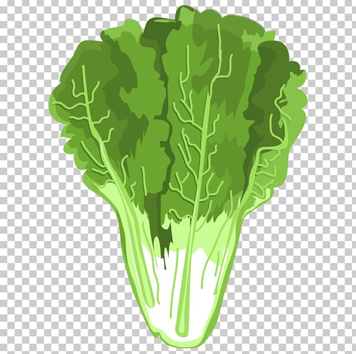 Spring Greens Celtuce Romaine Lettuce Vegetable Napa Cabbage PNG, Clipart, Cabbage, Celtuce, Chinese, Chinese Border, Chinese Cabbage Free PNG Download