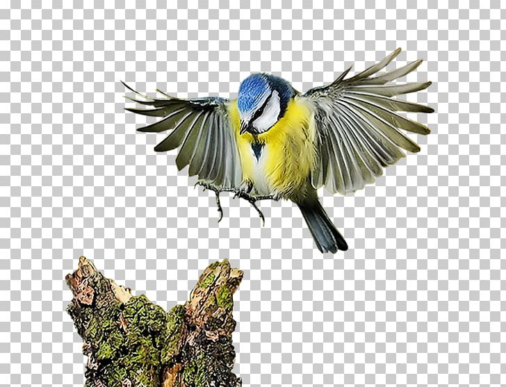Bird Computer Software PNG, Clipart, Animation, Beak, Bird Cage, Birdie, Birds Free PNG Download