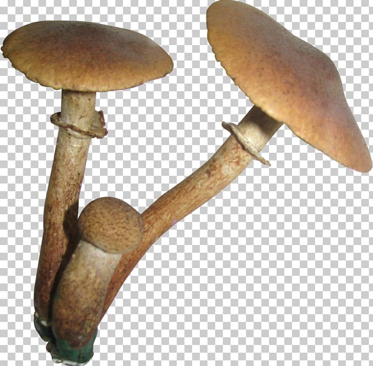 Edible Mushroom Pleurotus Eryngii PNG, Clipart, Desktop Wallpaper, Dots Per Inch, Edible Mushroom, Fruit, Fungus Free PNG Download