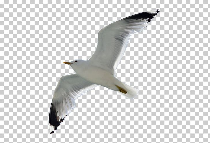 European Herring Gull Bird Great Black-backed Gull PNG, Clipart, Beak, Bird, Charadriiformes, Common Gull, Computer Icons Free PNG Download