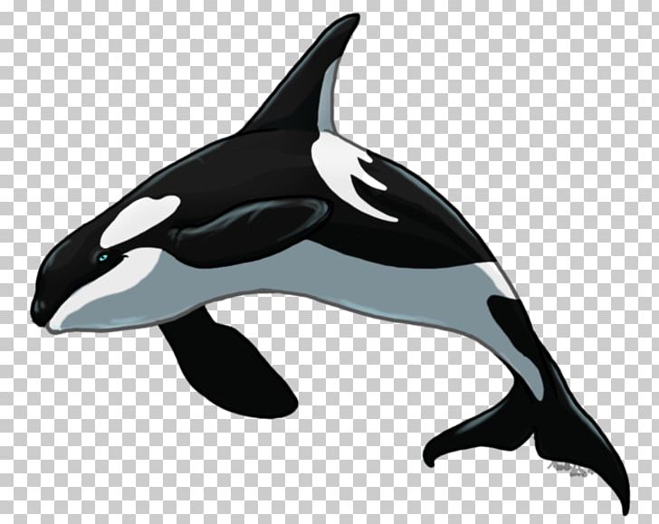 Killer Whale Short-beaked Common Dolphin Rough-toothed Dolphin Tucuxi White-beaked Dolphin PNG, Clipart, Animals, Cetacea, Common Dolphin, Dolphin, Fin Free PNG Download