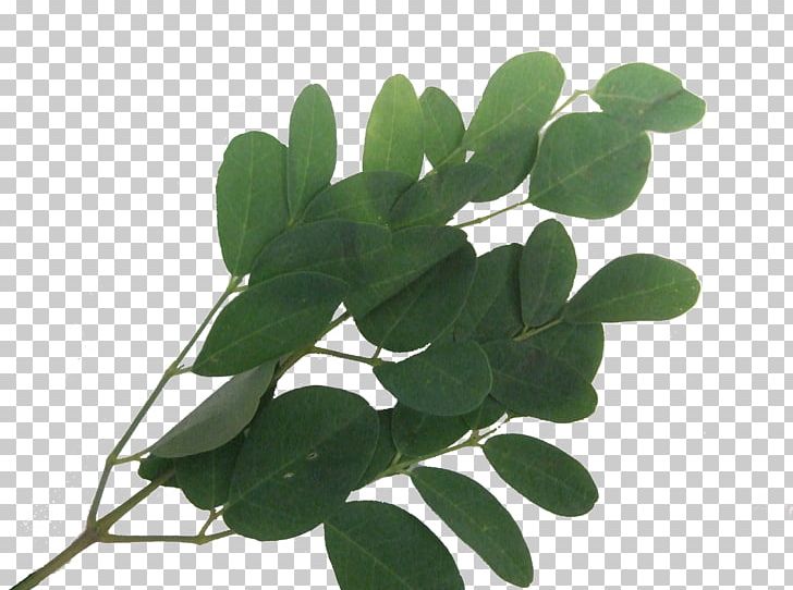 Leaf Plant Stem Tree PNG, Clipart, Leaf, Moringa, Plant, Plant Stem, Tree Free PNG Download