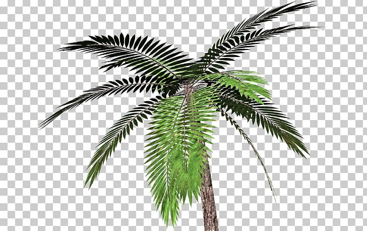 Arecaceae Tree Phoenix Canariensis PNG, Clipart, Arecaceae, Attalea Speciosa, Borassus Flabellifer, Branch, Coconut Free PNG Download