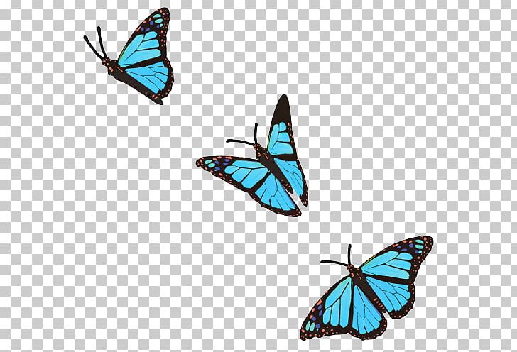 Butterfly Photography PNG, Clipart, Art, Brush Footed Butterfly, Butterfly, Color, Danaus Chrysippus Free PNG Download