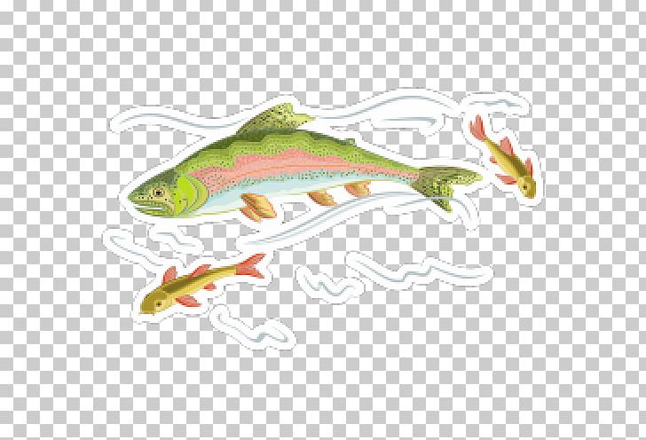 Rainbow Trout Salmon Fish PNG, Clipart, Amphibian, Animals, Bait, Brook Trout, Chinook Salmon Free PNG Download
