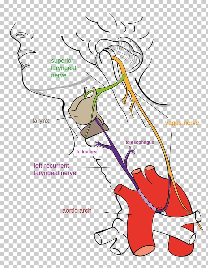 Recurrent Laryngeal Nerve Vagus Nerve Stimulation Superior Laryngeal Nerve PNG, Clipart, Anatomy, Angle, Aortic Arch, Area, Art Free PNG Download