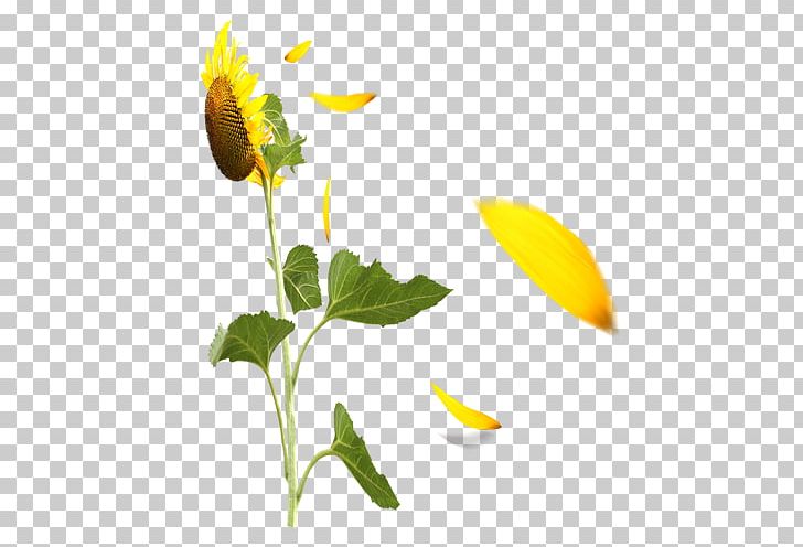 Common Sunflower Petal PNG, Clipart, Daisy Family, Download, Euclidean Vector, Flora, Flower Free PNG Download