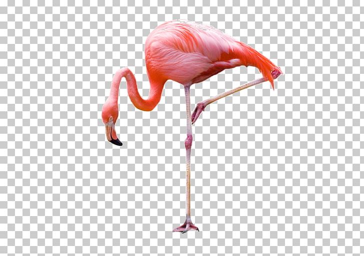 Flamingo Photography PNG, Clipart, Animals, Beak, Bird, Cartoon Flamingo, Color Free PNG Download