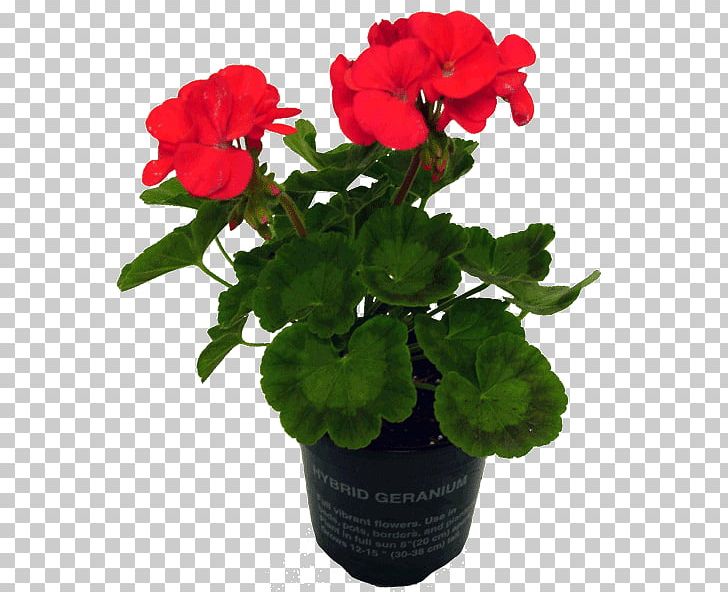 Geraniums Flowerpot Annual Plant PNG, Clipart, Annual Plant, Cut Flowers, Flower, Flowering Plant, Flower Pot Free PNG Download