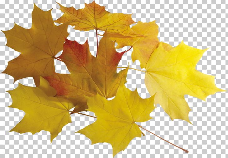 Leaf Autumn PNG, Clipart, Autumn, Autumn Leaves, Computer Software, Dots Per Inch, Download Free PNG Download