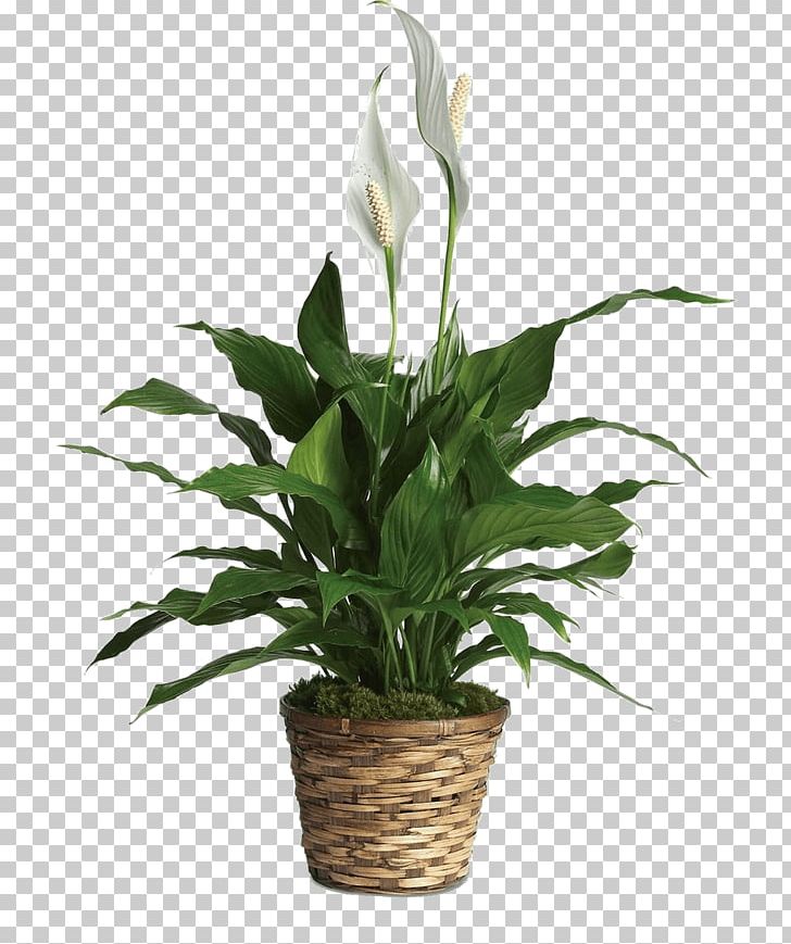 Columbia City Bouquet Houseplant Flower Floristry Basket PNG, Clipart, Arum, Bouquet, Columbia City, Columbia City Bouquet, Cut Flowers Free PNG Download