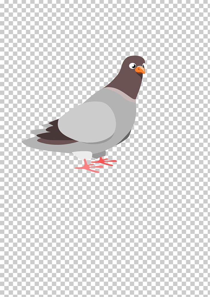 Columbidae Domestic Pigeon Squab PNG, Clipart, Animals, Beak, Bird, Cartoon,  Columbidae Free PNG Download