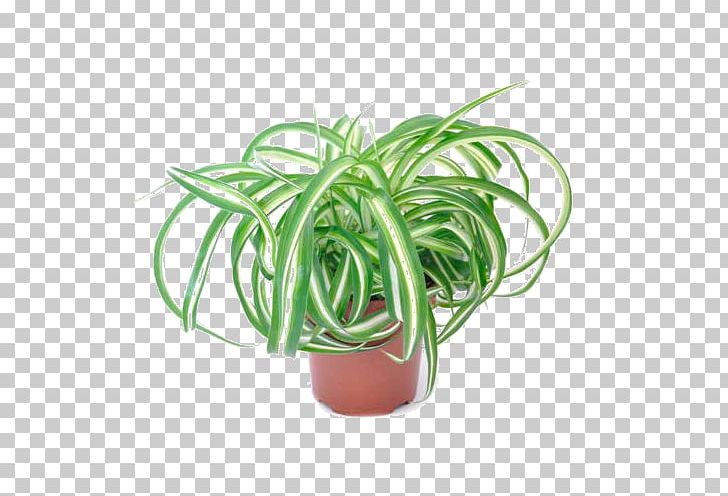 Chlorophytum Comosum Houseplant Ornamental Plant Flower PNG, Clipart, Calathea Roseopicta, Chinese Evergreens, Chlorophytum, Cordyline, Flowerpot Free PNG Download
