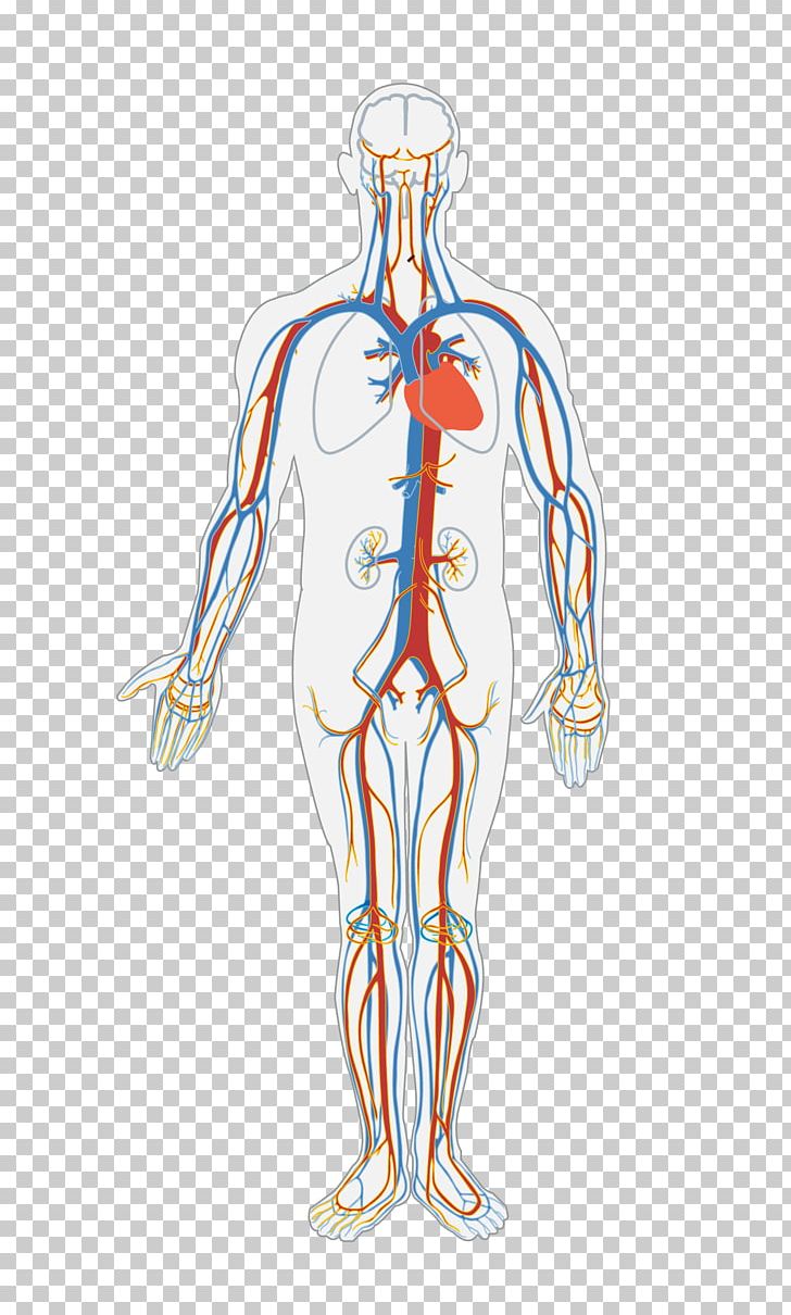 Circulatory System Human Body Blood Vessel Organ System PNG, Clipart, Anatomy, Arm, Art, Artery, Biology Free PNG Download
