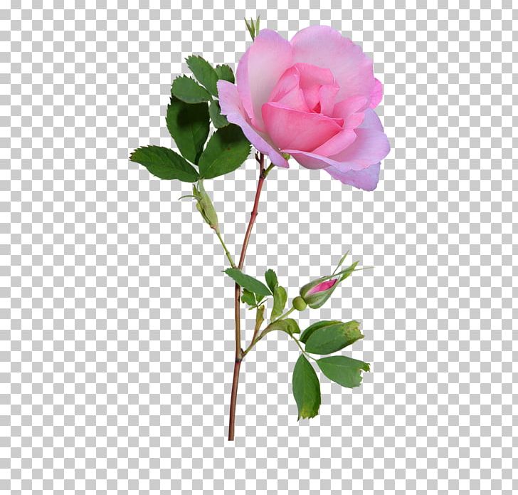 Pink PNG, Clipart, Branch, Bud, China Rose, Cut Flowers, Desktop Wallpaper Free PNG Download