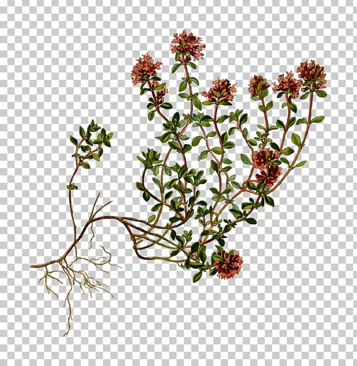 Breckland Thyme Herb Garden Thyme Perennial Plant PNG, Clipart, Branch, Breckland Thyme, Cut Flowers, Flora, Flower Free PNG Download