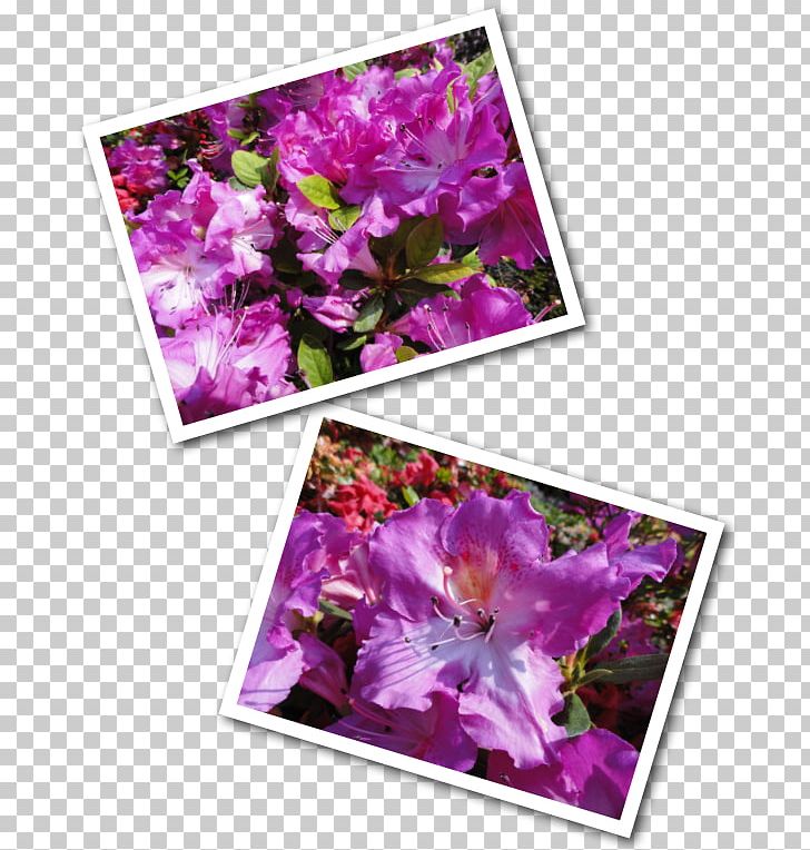 Flower Lilac Violet Purple Floral Design PNG, Clipart, Flora, Floral Design, Flower, Flowering Plant, Lavender Free PNG Download