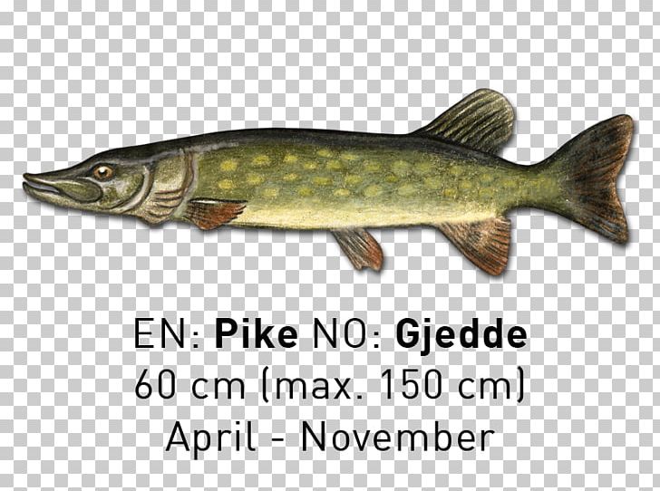 Salmon Northern Pike Trout 09777 Fish Products PNG, Clipart, Bony Fish, Fauna, Fish, Fish Products, Northern Pike Free PNG Download