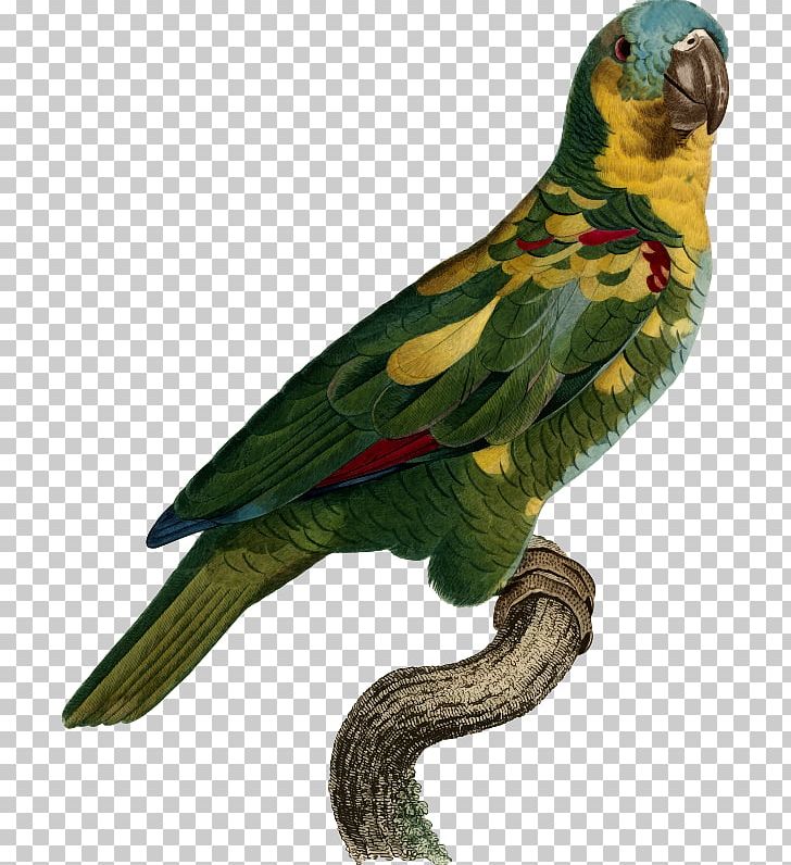 Superb Parrot Bird Histoire Naturelle Des Perroquets Macaw PNG, Clipart, Animals, Beak, Bird, Common Pet Parakeet, Des Free PNG Download