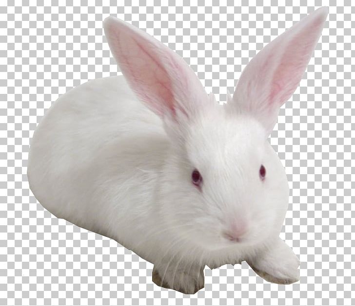 Domestic Rabbit European Rabbit Chiloé Island Whiskers PNG, Clipart, Animals, Domestic Rabbit, European Rabbit, Family, Hare Free PNG Download