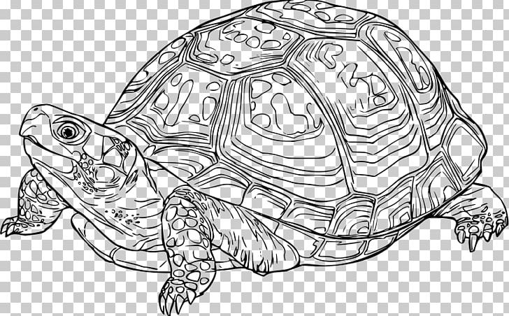 Eastern Box Turtle Reptile Drawing PNG, Clipart, Animals, Artwork, Black And White, Box Turtle, Common Box Turtle Free PNG Download