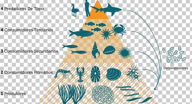 Food Chain Food Web Consumer Energy Trophic Level PNG, Clipart, Area, Christmas Decoration, Christmas Ornament, Christmas Tree, Consumer Free PNG Download