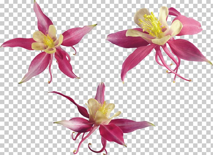 Petal Plant Encyclopedic Knowledge PNG, Clipart, Biology, Bit, Cari, Color, Cut Flowers Free PNG Download