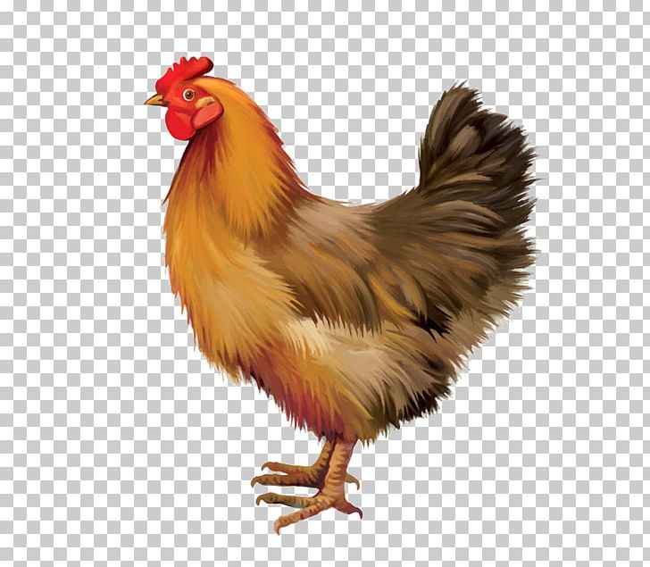 Plymouth Rock Chicken Feral Chicken Buffalo Wing Rooster PNG, Clipart, Animal, Beak, Bird, Buffalo Wing, Chicken Free PNG Download