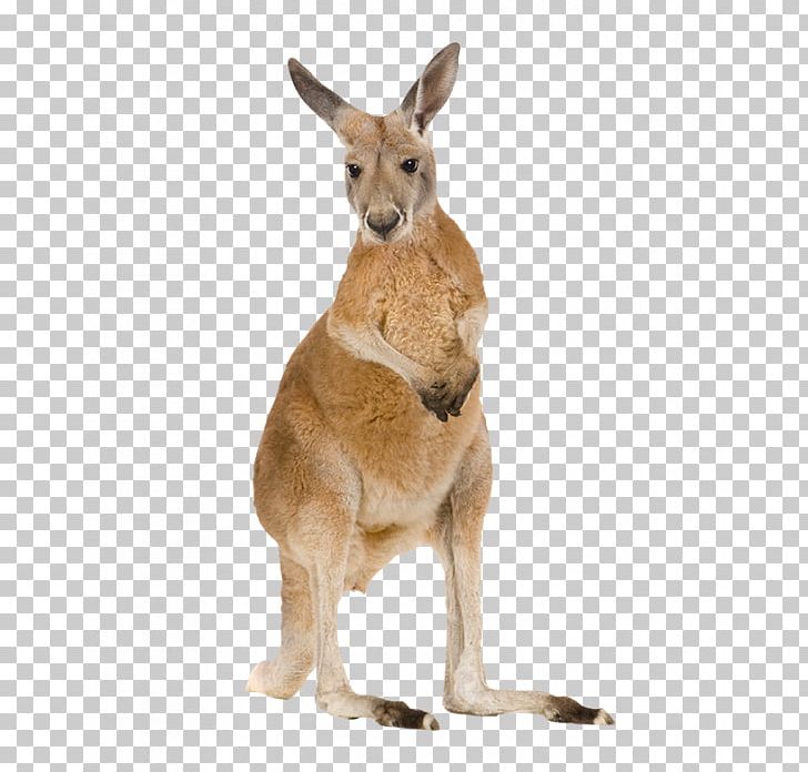 Red Kangaroo Eastern Grey Kangaroo Tree-kangaroo Western Grey Kangaroo PNG, Clipart, Animal, Animals, Child, Fauna, Kangaroo Free PNG Download