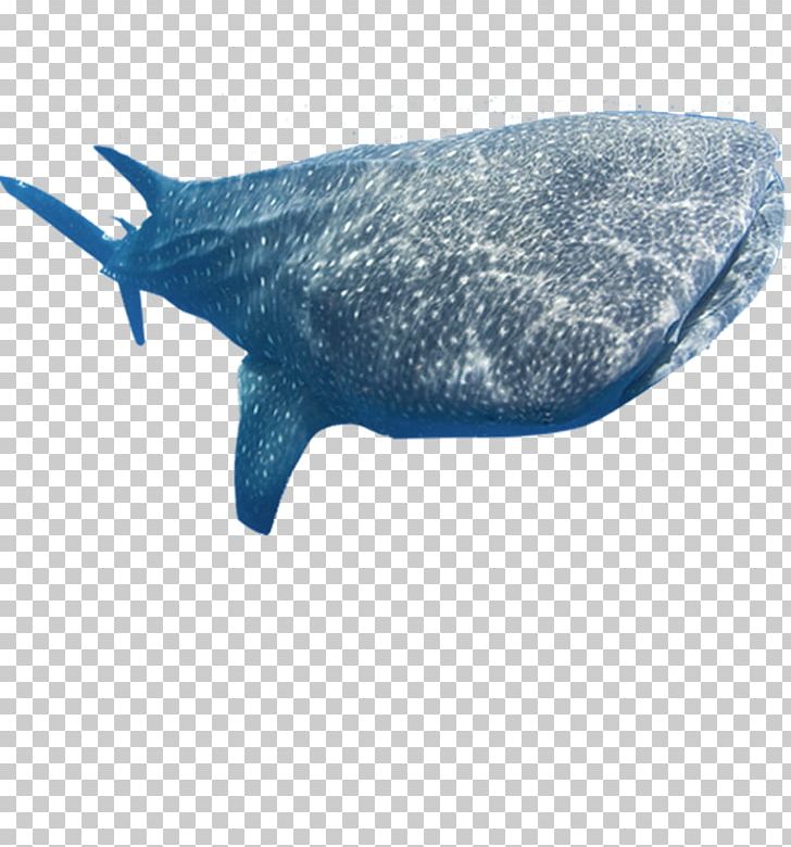 Whale Shark Marine Mammal Fish PNG, Clipart, Animals, Basking Shark, Cetacea, Dolphin, Fauna Free PNG Download