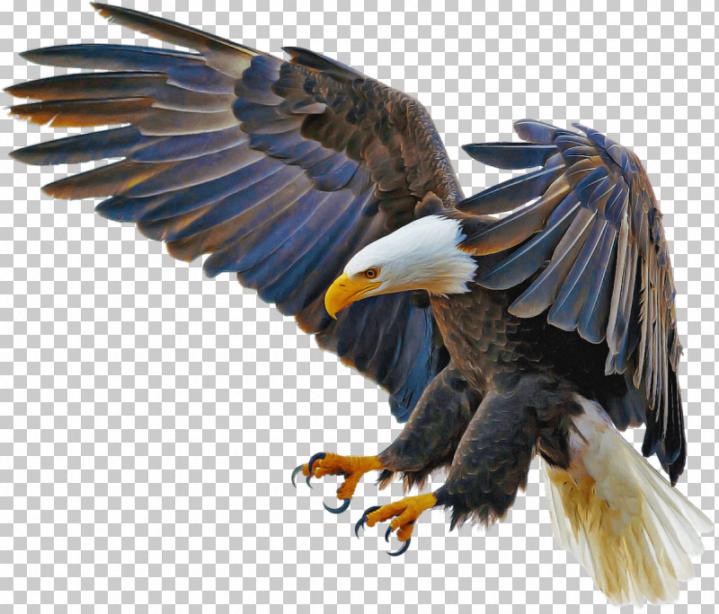 Bald Eagle Birds Golden Eagle Eagle Wedge-tailed Eagle PNG, Clipart, Bald Eagle, Birds, Blackandwhite Hawkeagle, Bubo, Decal Free PNG Download